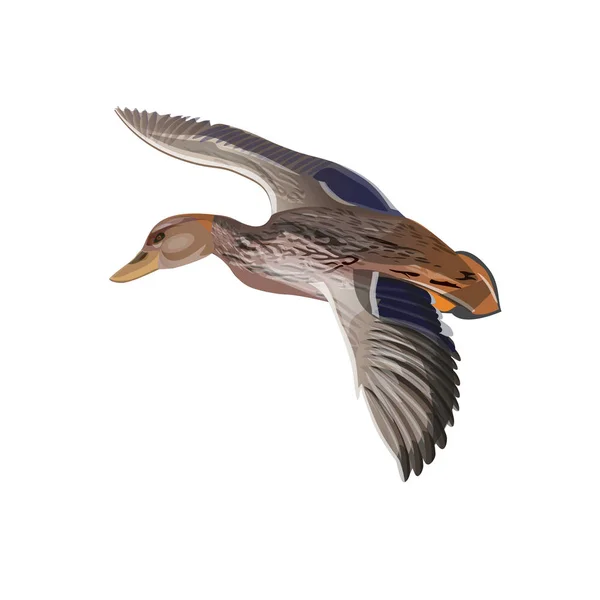 Летающая дикая утка — стоковый вектор