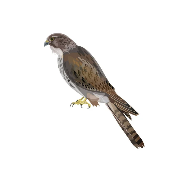 Illustration vectorielle du faucon — Image vectorielle