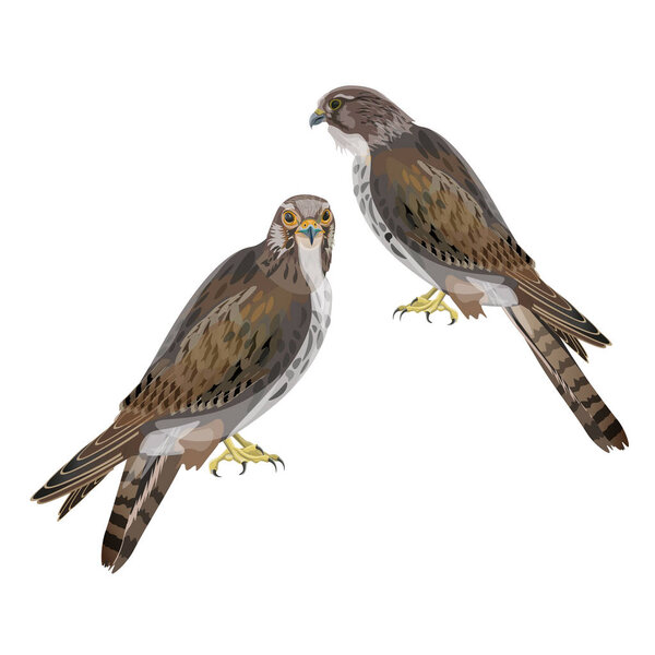 Two seated falcons