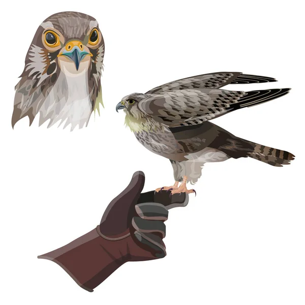 Vecteur de faucon chasseur — Image vectorielle