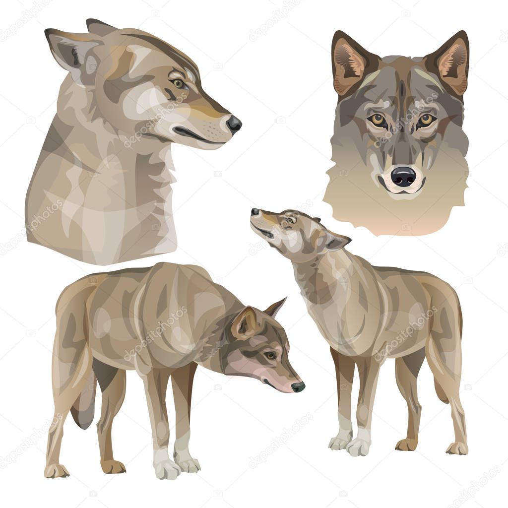 Set of vector gray wolves