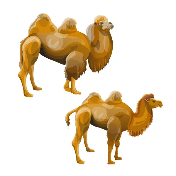 Set de camellos bactrianos — Archivo Imágenes Vectoriales
