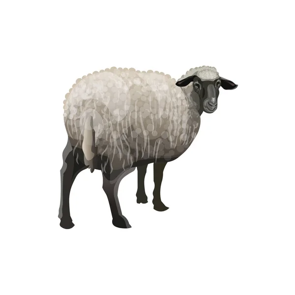 Sheep with black head — Stock Vector