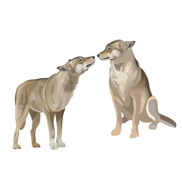 Dois lobos beijando — Vetor de Stock