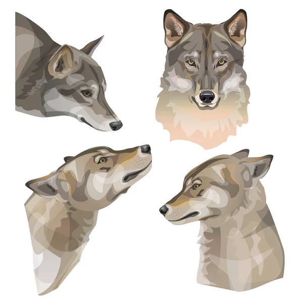 Wolf vector portretten — Stockvector