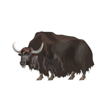 Yurtiçi yak vektörü