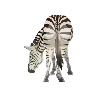 Zebra otlatma vektörü