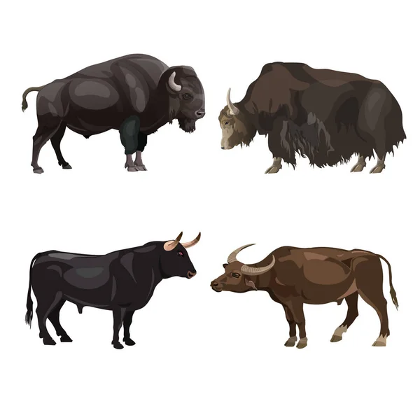 Cattle bulls images — Stock Vector