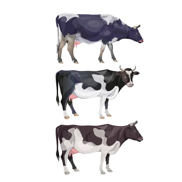 Black and white spotted cows — Stock Vector