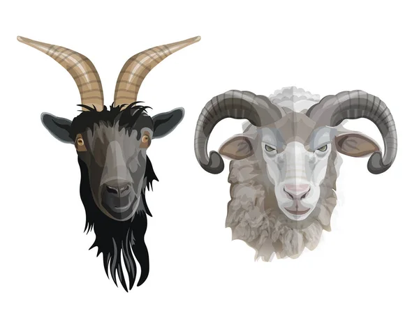 Goat and ram heads — Stock Vector