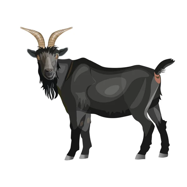 Zwarte geit staande — Stockvector