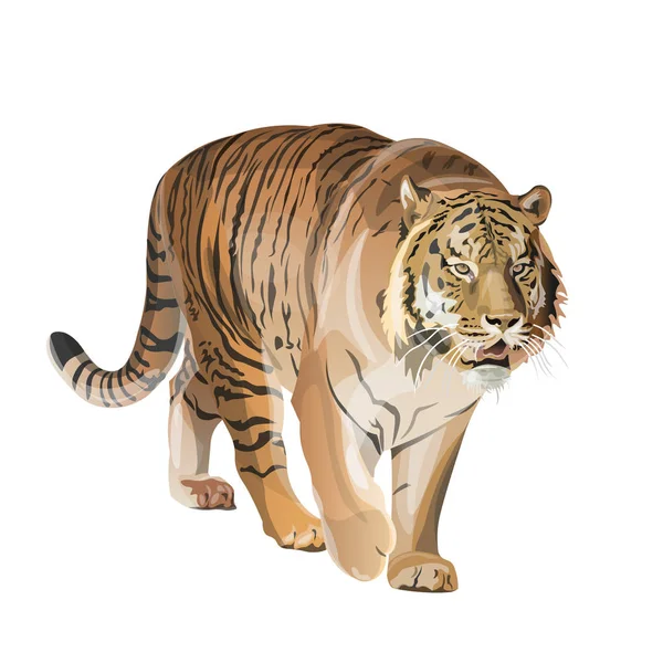 Imagen del tigre caminando — Vector de stock