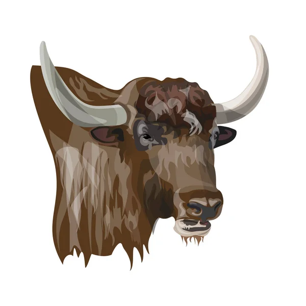 Portrait de yak domestique . — Image vectorielle