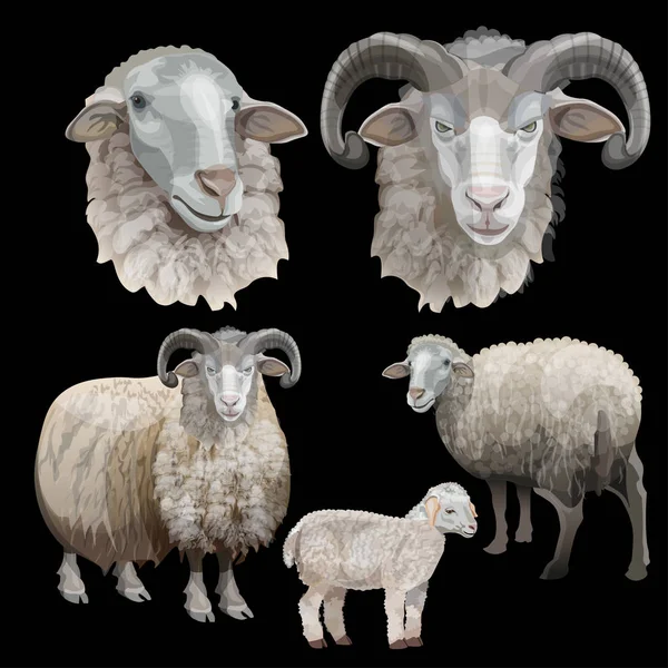 羊セットベクトル — ストックベクタ