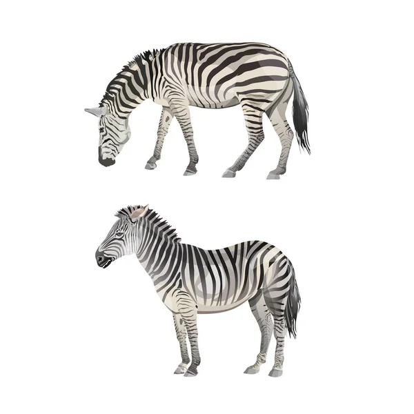 Conjunto de zebras vetoriais — Vetor de Stock