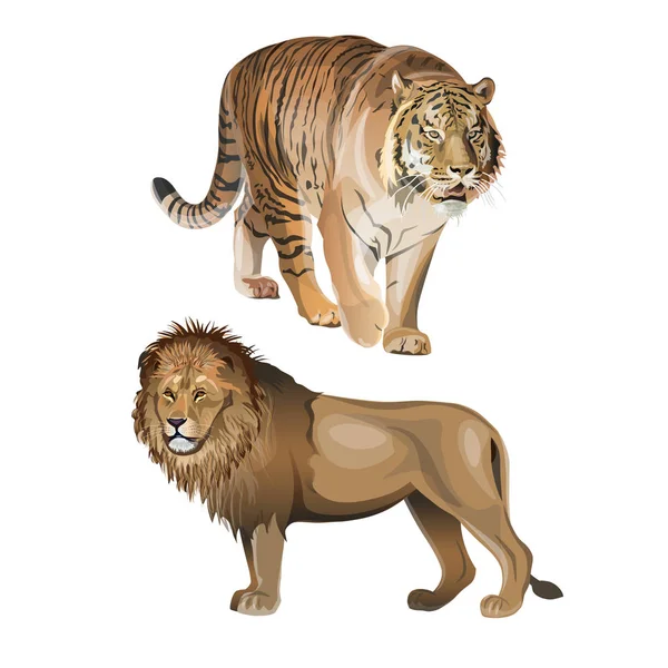 Vetor leão e tigre —  Vetores de Stock