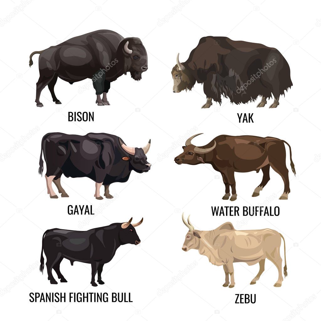 Cattle bulls set