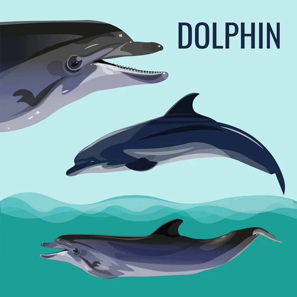 Delfinuppsättning vektor — Stock vektor