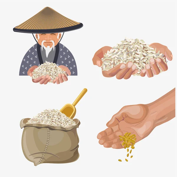 Rice harvest vector — Stock Vector