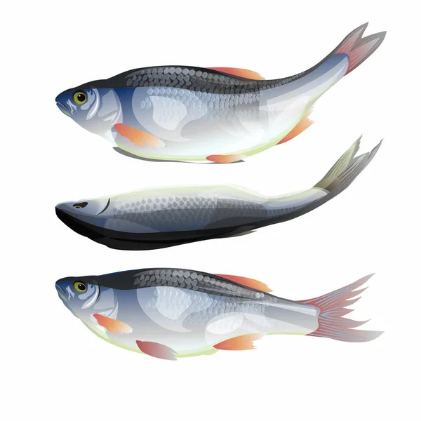 Zestaw ryb Roach — Wektor stockowy