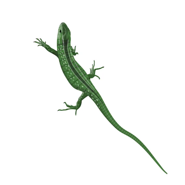 Green lizard vector — Stock Vector