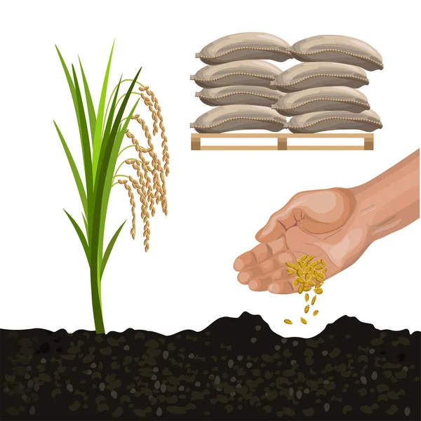 Vector de cultivo de arroz — Vector de stock