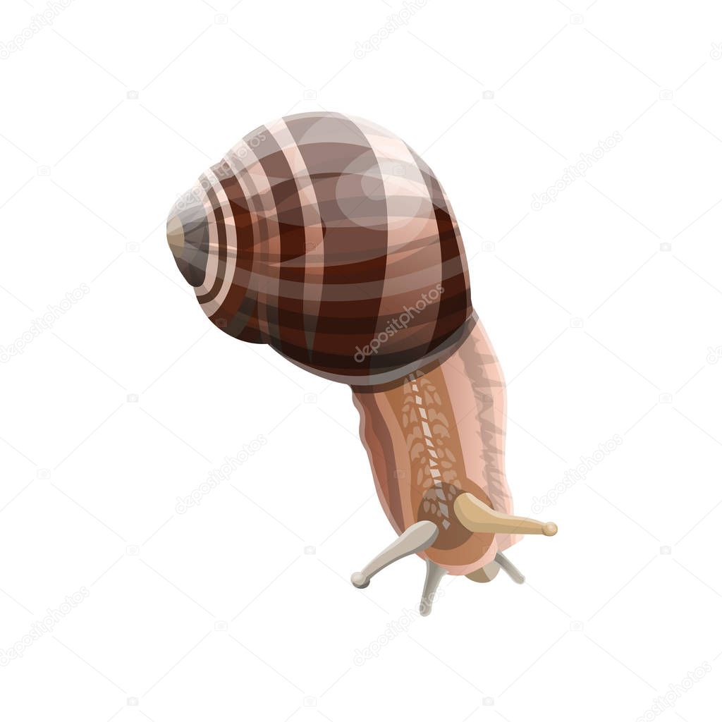 Garden snail vector