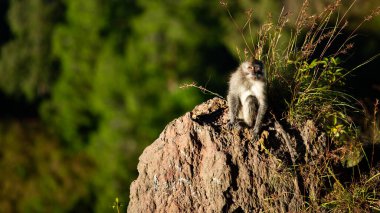 Bir hayvan portresi. Vahşi maymun. Bali. Endonezya