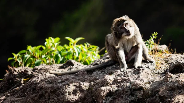 Portrét Zvířete Divoká Opice Bali Indonesia — Stock fotografie