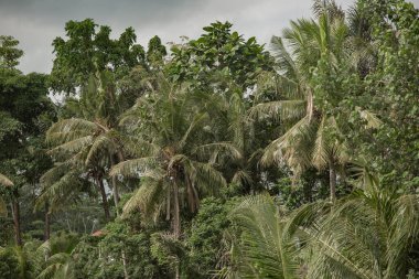 Yeşil yapraklı ve mavi gökyüzlü palmiye ağaçları