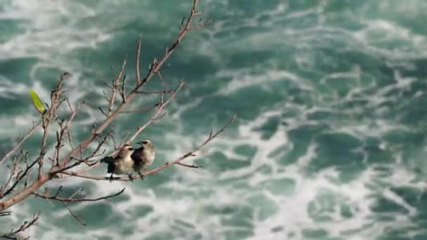 Vysoký Úhel Pohledu Dvě Ptáky Sedící Větvi Pozadí Oceánu — Stock video