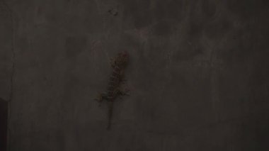 Gri duvarda güzel vahşi kertenkele kertenkele kertenkelesinin yakın plan görüntüsü