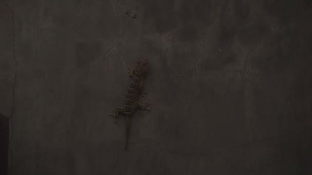 灰色墙壁上美丽野生蜥蜴壁虎的特写 — 图库视频影像