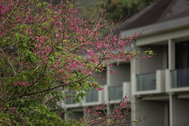 Endonezya, Bali 'de yemyeşil bitki örtüsü olan güzel yeşil bahçeli ev manzarası