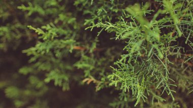 Endonezya, Bali 'de güzel yeşil kozalaklı ağaç dallarına yakın çekim 