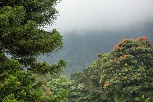 Increíble Vista Abetos Exuberante Vegetación Verde Las Montañas Bali Indonesia —  Fotos de Stock