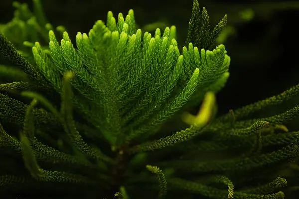 Närbild Vackra Gröna Barrträd Grenar Bali Indonesien — Stockfoto