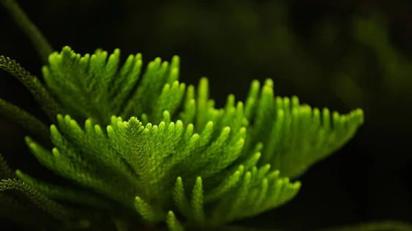 Närbild Vackra Gröna Barrträd Grenar Bali Indonesien — Stockfoto