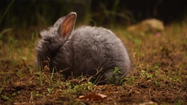 緑の草を食べる美しい灰色のウサギの近景 — ストック動画