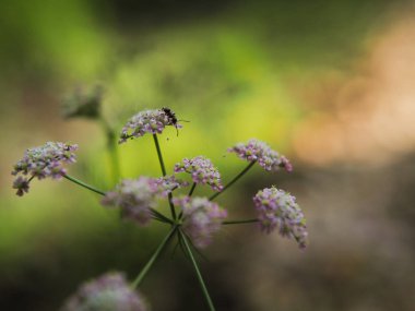 Çiçek ve bitkilerin makro fotoğrafçılığı