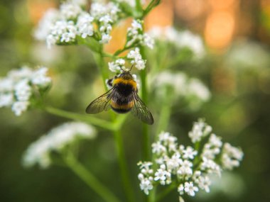 Çiçek ve bitkilerin makro fotoğrafçılığı