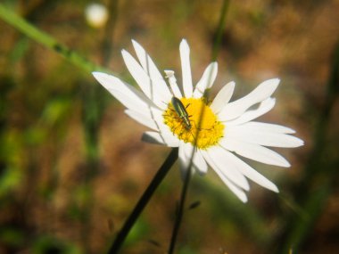 Çiçek ve bitkilerin makro fotoğrafçılığı