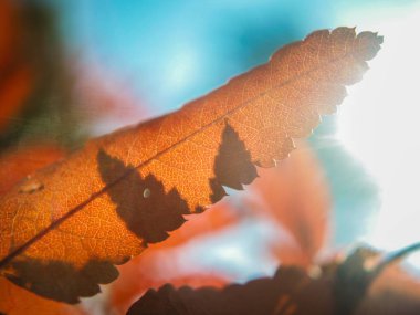 Çiçek ve bitkilerin makro fotoğrafçılığı