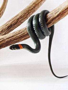 Beyaz arka planda zehirli olmayan bir yılan. Yılanın makro görüntüsü..