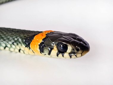 Beyaz arka planda zehirli olmayan bir yılan. Yılanın makro görüntüsü..