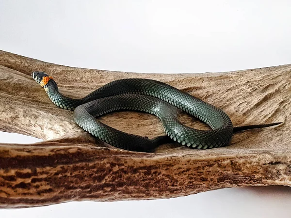 Non-venomous snake on a white background. A macro shot of a snake.