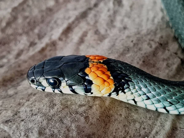 Serpiente Venenosa Sobre Fondo Blanco Una Macro Toma Una Serpiente — Foto de Stock