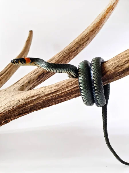 Cobra Não Venenosa Num Fundo Branco Tiro Macro Uma Cobra — Fotografia de Stock