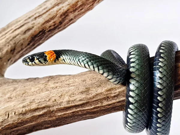 Nem Mérgező Kígyó Fehér Háttérrel Makró Felvétel Egy Kígyóról — Stock Fotó