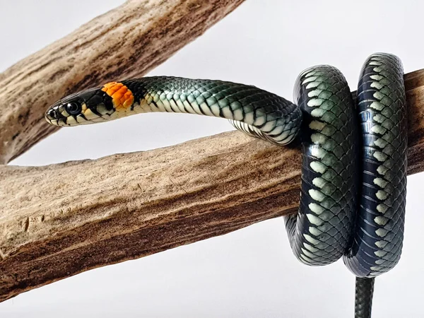 Cobra Não Venenosa Num Fundo Branco Tiro Macro Uma Cobra — Fotografia de Stock